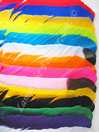 Turkey Feathers